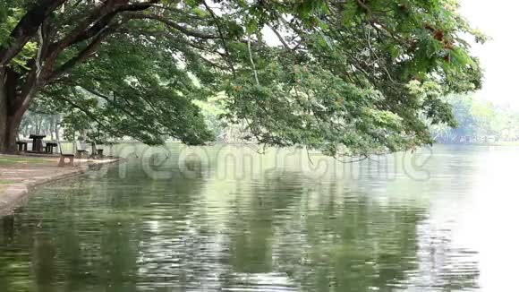 在湖边自然公园的长凳户外的新鲜绿色大树下视频的预览图