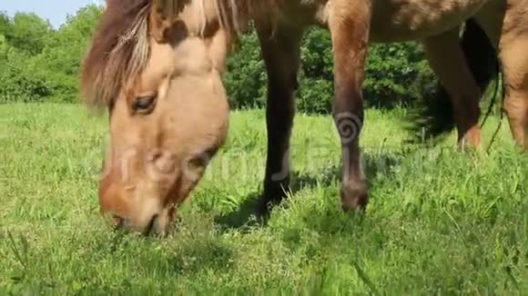 优雅的棕马在草地上吃草靠近视频的预览图