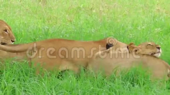 非洲狮子Tarangire国家公园视频的预览图