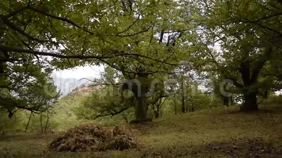 镜头沿着百年栗树的森林移动视频的预览图