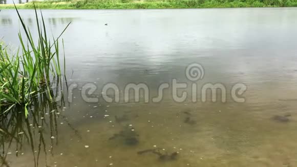 雨水落在水面上在池塘或河流中移动的水上倾盆大雨视频的预览图