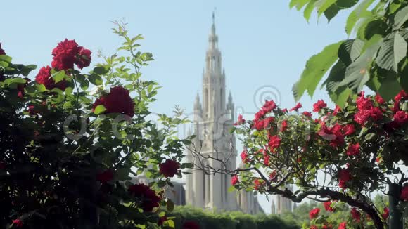 晴天时钟塔和红玫瑰灌木的焦点移动镜头大自然视频的预览图