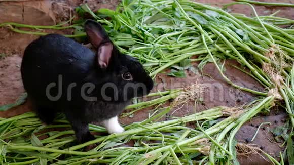 兔生活动物自然栖息地视频的预览图