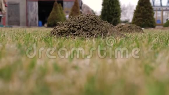 春冬后用鼹鼠制作的草坪上的土壤堆视频的预览图