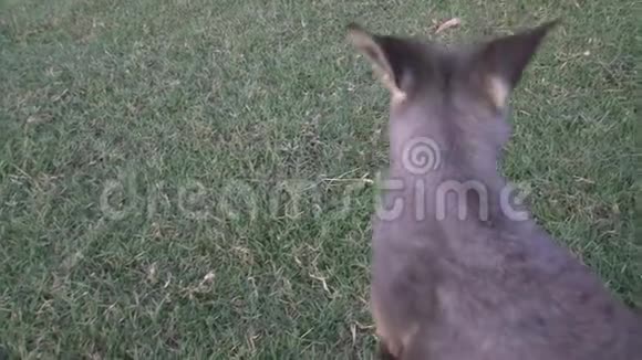 澳大利亚的袋鼠瓦拉比视频的预览图