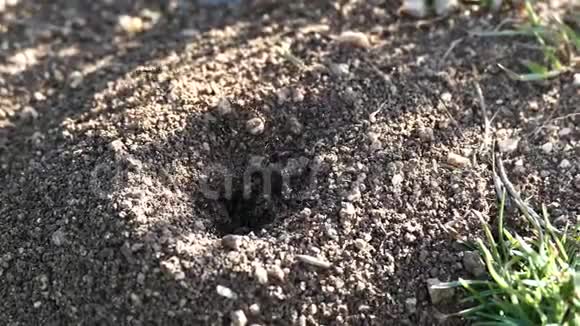 蚂蚁在巢里奔跑大蚂蚁和蚂蚁奔跑蚂蚁窝和许多蚂蚁奔跑视频的预览图