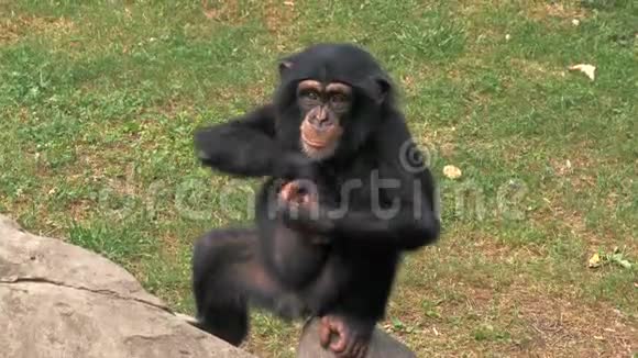 小黑猩猩坐在岩石上在动物园里抓自己的画像视频的预览图