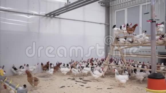 许多白母鸡坐在鸡舍里在谷仓的房间里跑来跑去视频的预览图