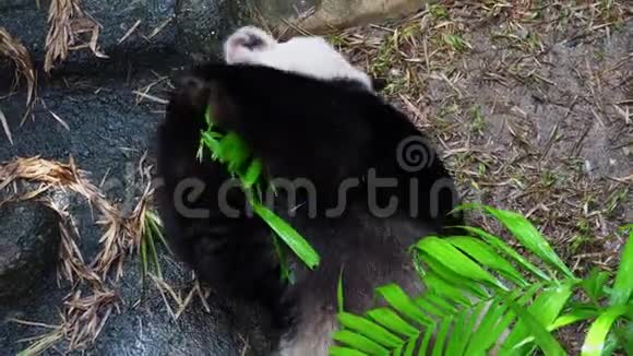 大熊猫黑尾猴积极用绿色叶子清洁自身视频的预览图