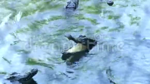 鳄鱼在河里游泳关闭野生鳄鱼在池塘游泳视频的预览图