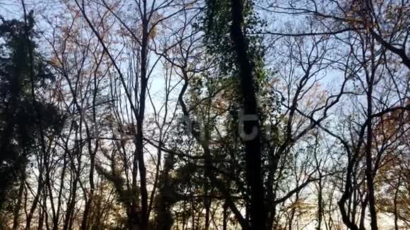 阳光透过树木照耀冬天的雪林视频的预览图