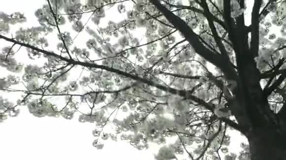 环园树白野梨春花视频的预览图