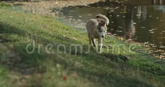 哈士奇狗在湖边散步4k视频的预览图
