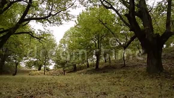 镜头沿着百年栗树的森林移动视频的预览图