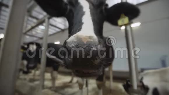 农场工厂谷仓里的黑白滑稽牛到处嗅视频的预览图
