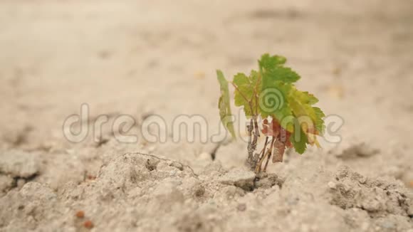 在干砂土壤上生长的小型植物4K视频的预览图
