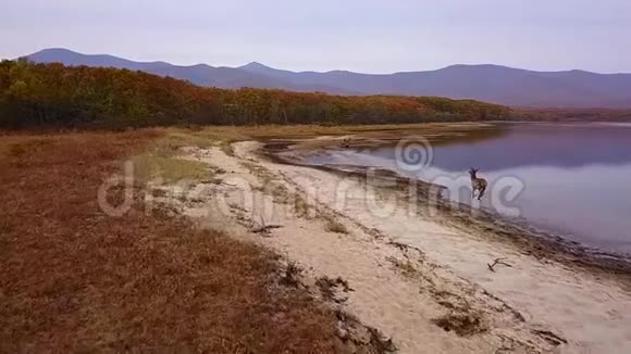 一群红鹿沿着湖面的光滑水沿海岸向森林跑去视频的预览图