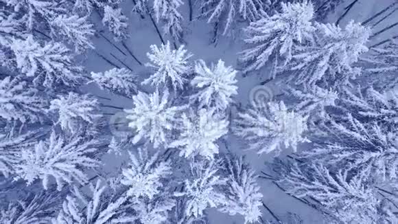 在美丽的蓝色冬林中飞翔在白雪皑皑的松树上没有人在空中拍摄4K的视频视频的预览图