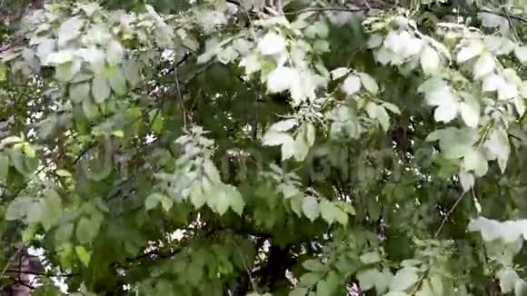 夏天的雨突然淋湿了树视频的预览图