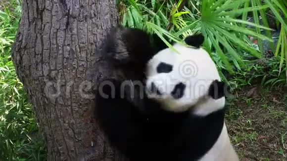 大熊猫黑斑猫AiluropodaMelanoleuca抗树体视频的预览图