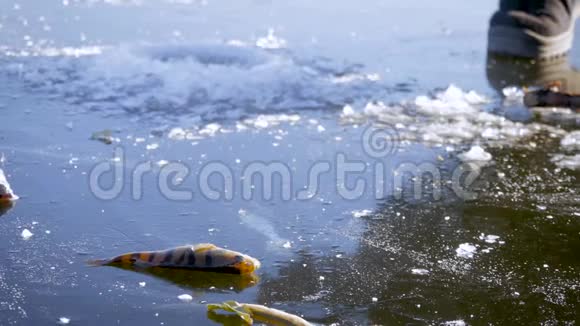 冬季冰钓理念鲈鱼躺在冰封的湖面上视频的预览图