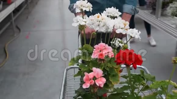 在阳光明媚的花园商店买花的人4K年轻人在阳光明媚的花房里买装饰植物视频的预览图