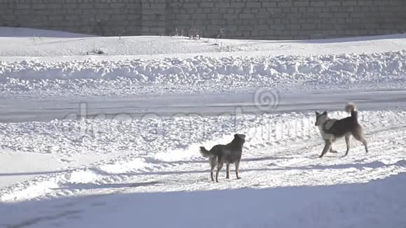 在冬天的路上流浪狗视频的预览图