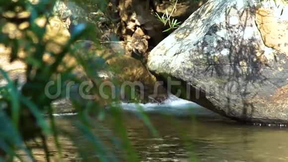 在大岩石和巨石之间的热带河流中流动透明的水热带森林中的石河自然视频的预览图