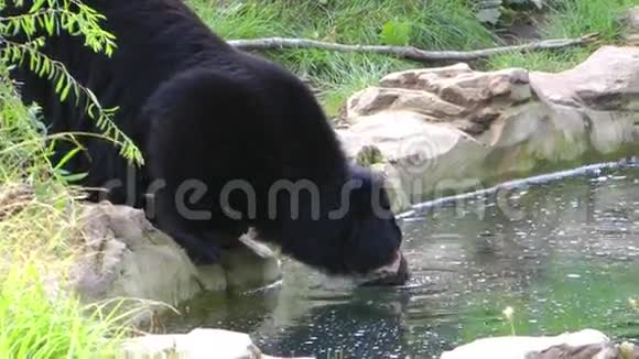 熊和小溪视频的预览图