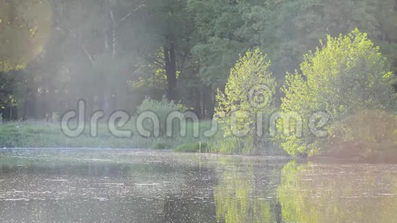 湖塘在阳光的映照下水面上波光粼粼昆虫在水面上飞过绿树成荫视频的预览图