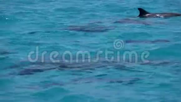海豚在水面上游泳印度洋视频特写视频的预览图
