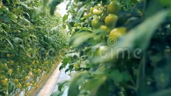 绿色的番茄灌木丛长在暖房里视频的预览图