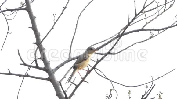 树枝上的条纹耳状的鳞鸟视频的预览图
