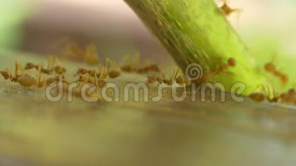 蚂蚁爬爬行的蚂蚁视频的预览图
