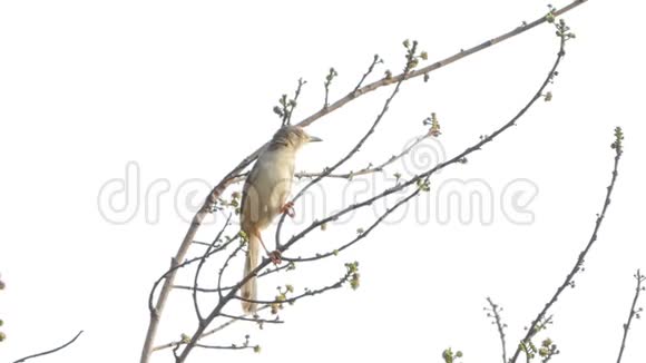 树枝上的条纹耳鼓鸟视频的预览图