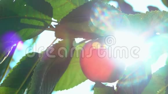 阳光下树枝上的桃子视频的预览图