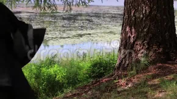 坐在湖边的树下视频的预览图