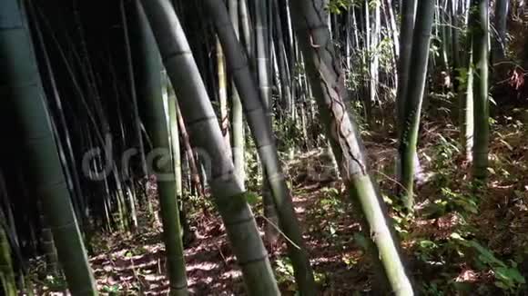 竹树林生长在异国森林中的绿色竹子的高茎视频的预览图