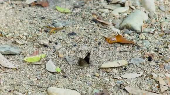 黑蝶坐在沙上凑近美丽的蝴蝶黑色的翅膀上有白色的斑点背景沙和视频的预览图