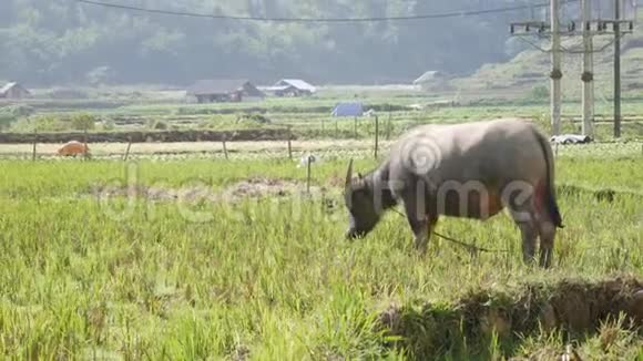 在绿色的热带丘陵背景下年轻的水牛用绳子拴在草地上特写镜头4k视频的预览图