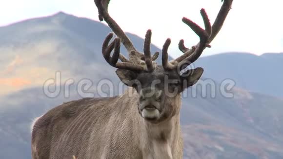 一群鹿在楚科特卡山的苔原视频的预览图