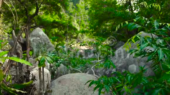 热带丛林中的绿色森林和干涸的山河中的大石头丛林山脉的热带森林视频的预览图
