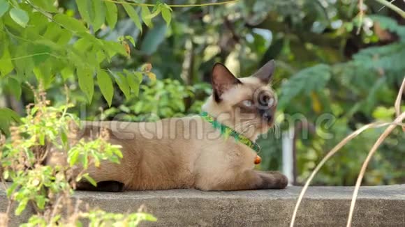 围栏上的猫动物背景视频的预览图