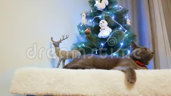 灰猫躺在圣诞树旁视频的预览图
