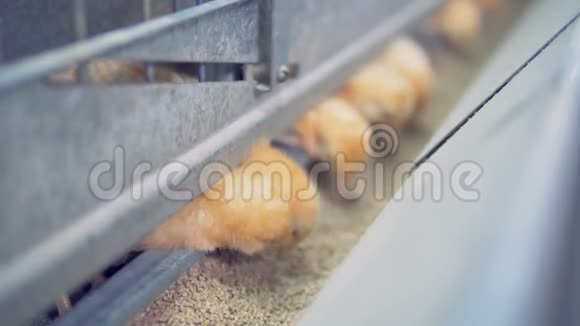 几只小鸡在笼子里吃谷物关门视频的预览图