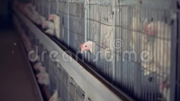 两只母鸡在家禽里吃食物视频的预览图