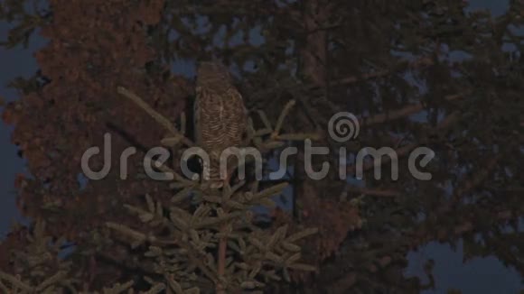 大角猫头鹰在树上视频的预览图