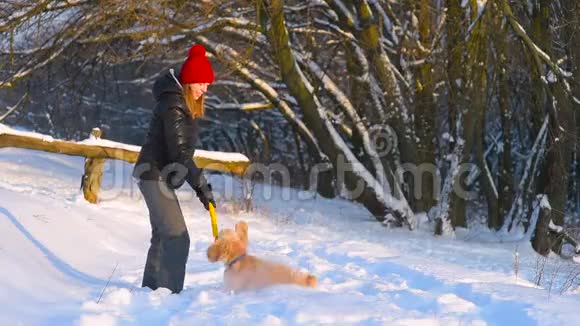 女人在户外用黄色棍子训练她的狗视频的预览图