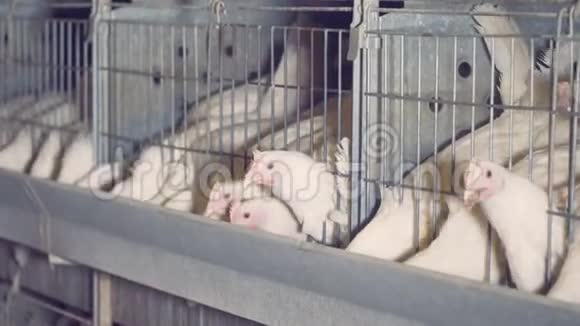 白母鸡在谷仓里吃东西关门视频的预览图
