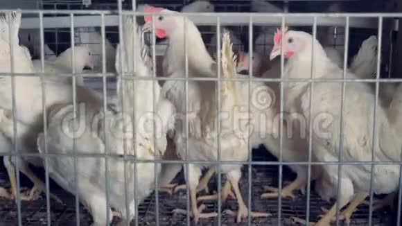 几只母鸡坐在笼子里关门视频的预览图